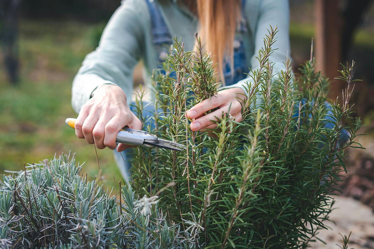 Dyrke rosmarin Overvintre rosmarin